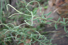 Pogostemon quadrifolius